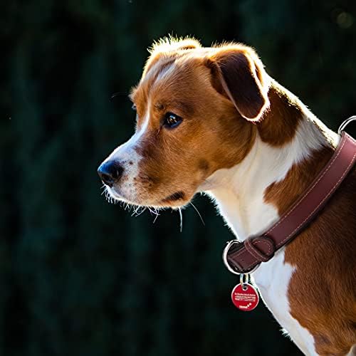 צווארון כלבי עור חום לכלבים קטנים בינוניים גדולים עמיד טבעת D כפול D